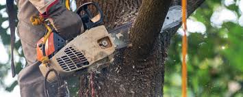Best Lawn Pest Prevention  in Schenectady, NY