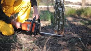 Best Tree and Shrub Care  in Schenectady, NY