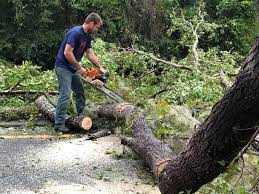 Best Seasonal Cleanup (Spring/Fall)  in Schenectady, NY