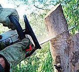How Our Tree Care Process Works  in  Schenectady, NY
