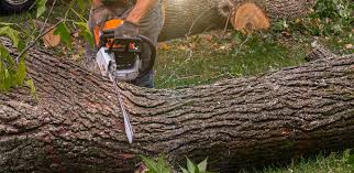Best Pest Control for Lawns  in Schenectady, NY