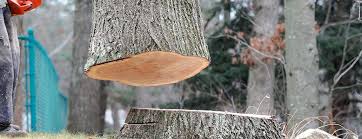 Best Tree Trimming and Pruning  in Schenectady, NY