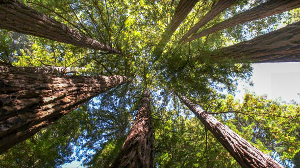 Best Tree Maintenance Programs  in Schenectady, NY