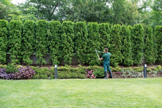 Best Tree Disease Treatment  in Schenectady, NY