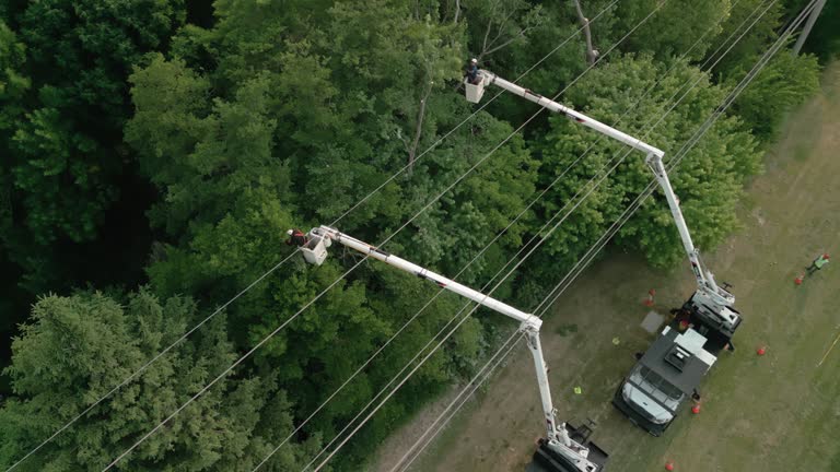 Best Utility Line Clearance  in Schenectady, NY