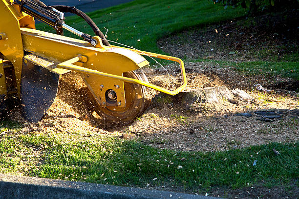 Best Tree Preservation Services  in Schenectady, NY