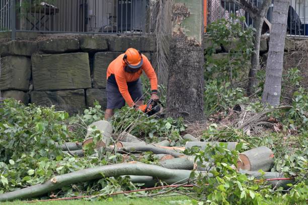 Best Arborist Consultation Services  in Schenectady, NY