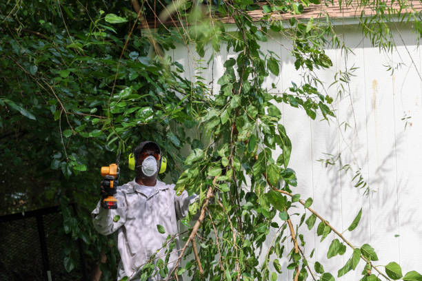 Best Root Management and Removal  in Schenectady, NY