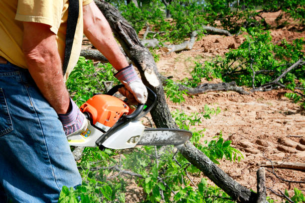 Best Commercial Tree Services  in Schenectady, NY